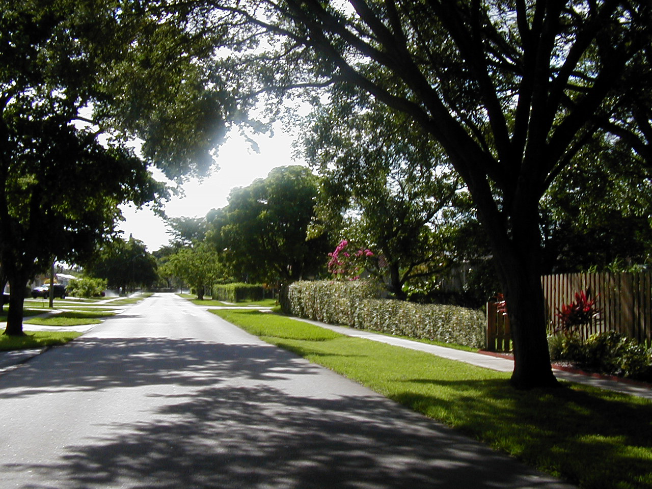 Tree canopy