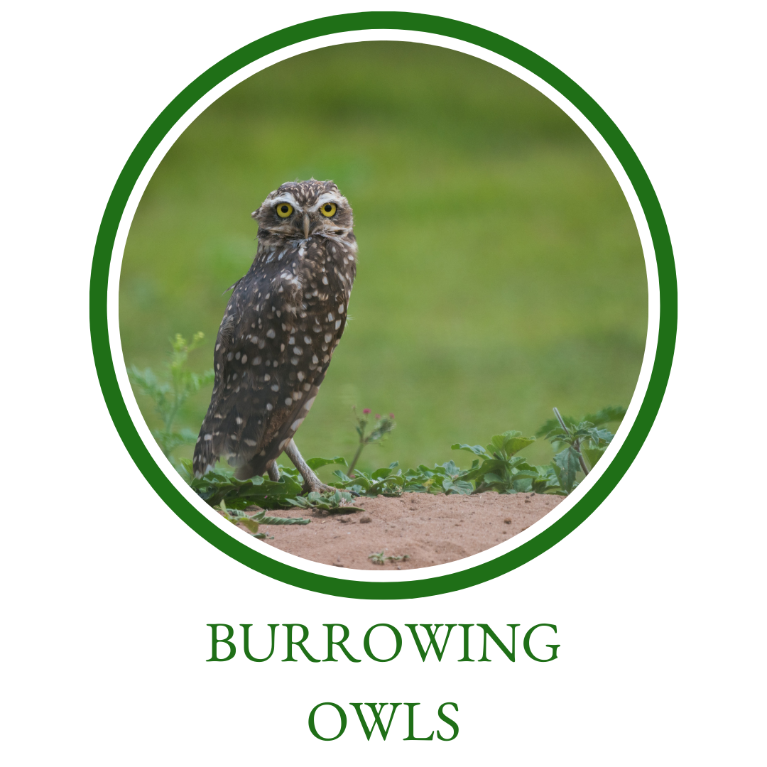 Burrowing Owls