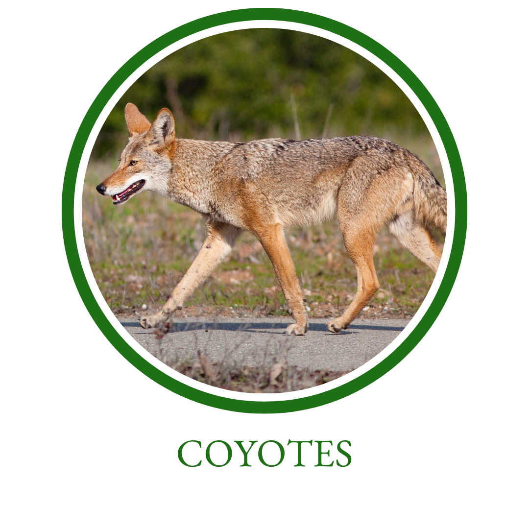 Coyotes