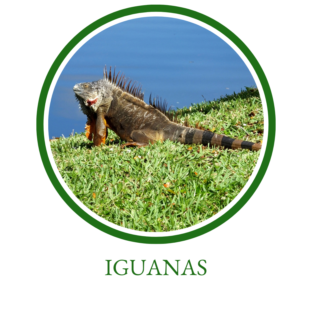 Iguanas