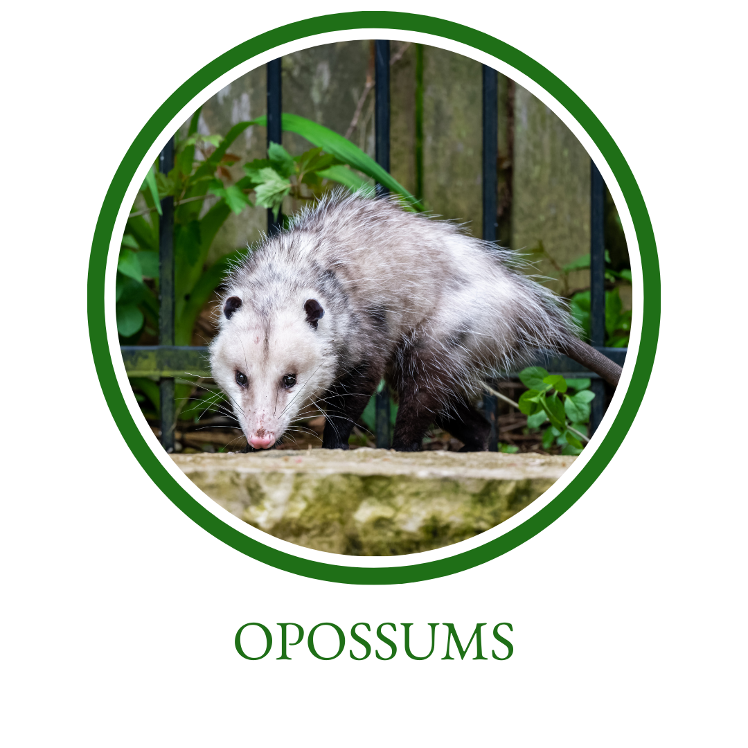 Oppossums