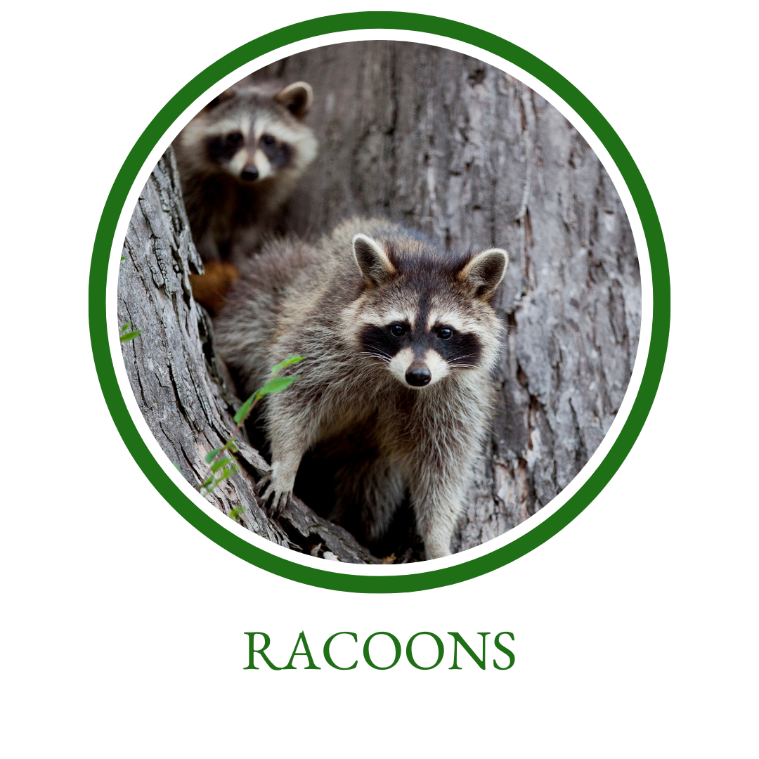 Racoons