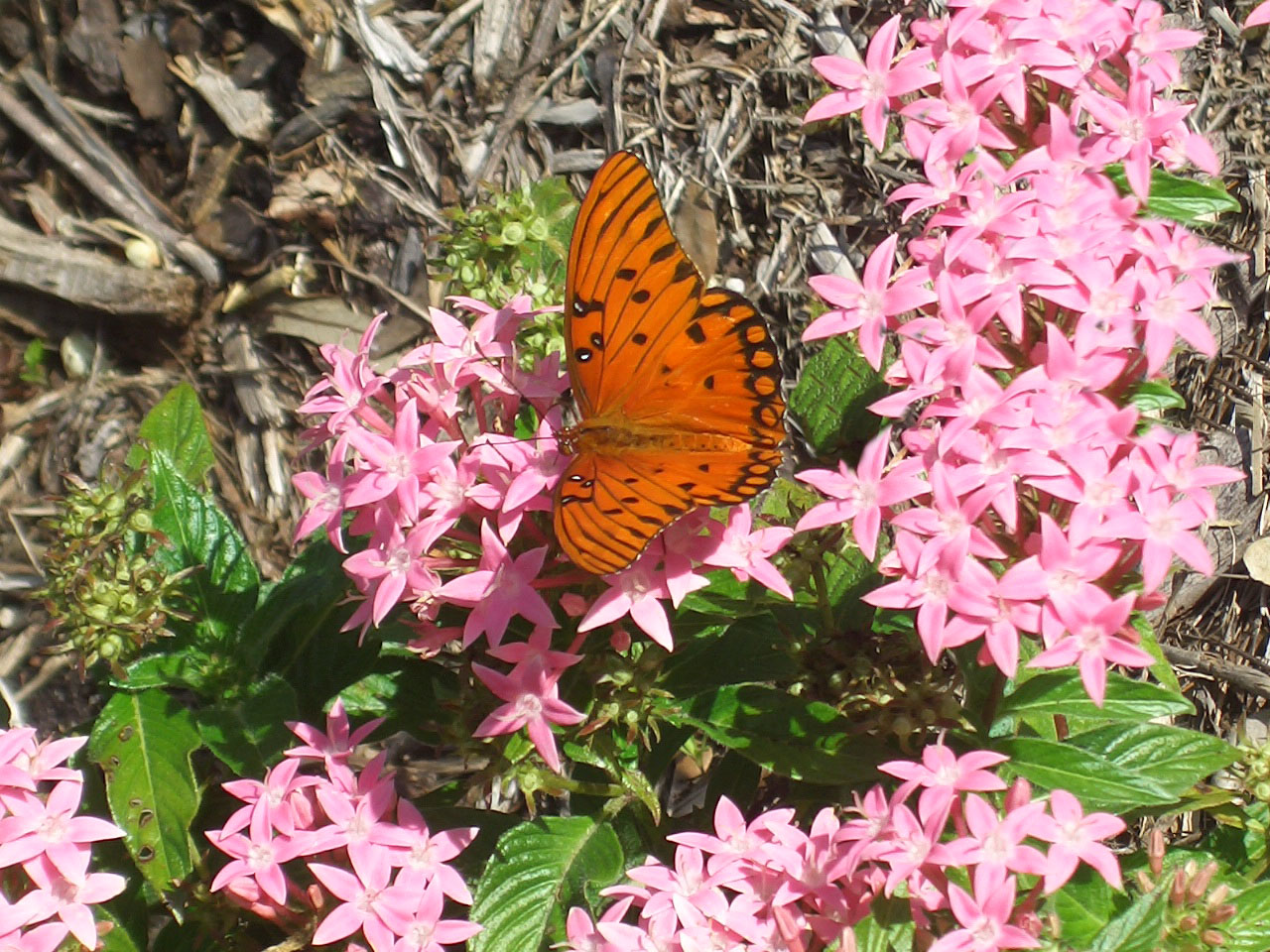 image of a butterfly garden