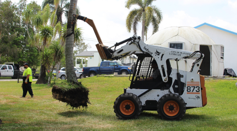 TREE PICK UP